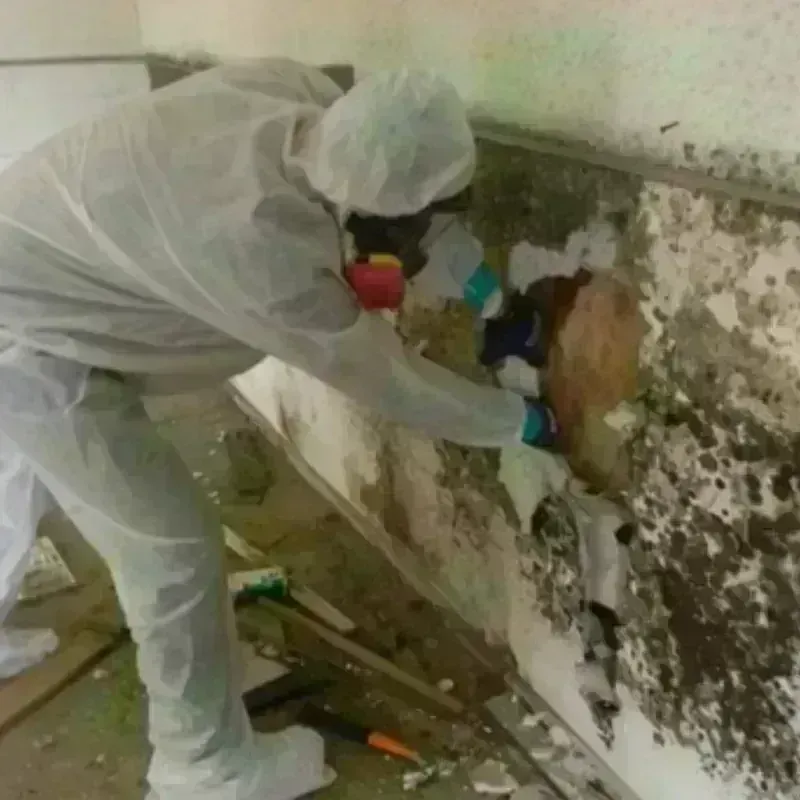 Mold Remediation and Removal in Nicholls, GA